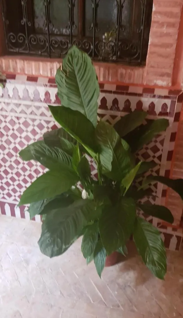 Hotel Salsabil Marrakesh